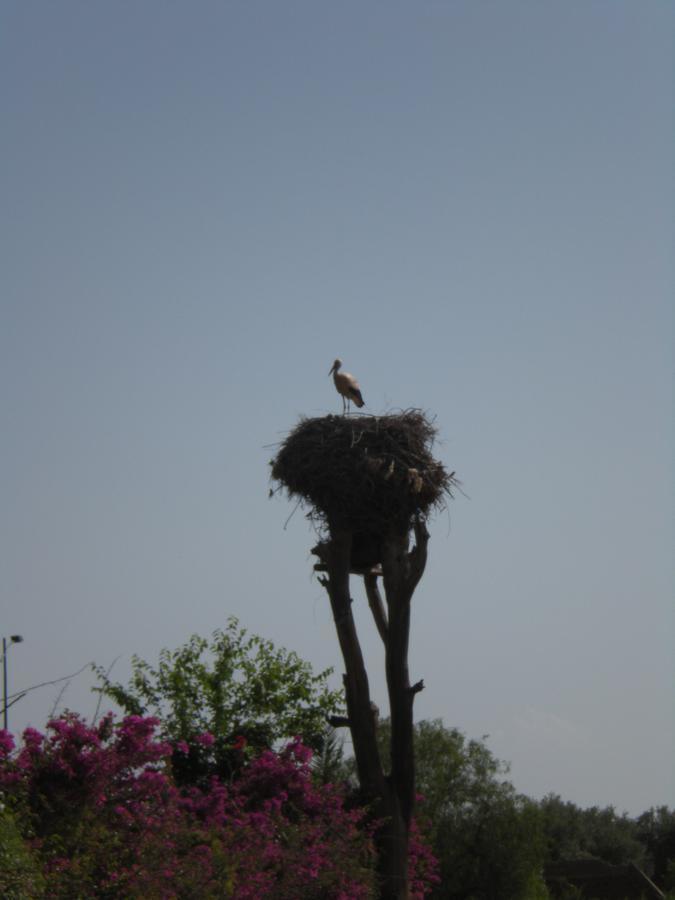 Appart Avec Vue Jardin/Majorelle Marrakesh Bagian luar foto