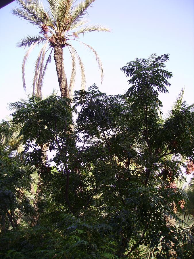 Appart Avec Vue Jardin/Majorelle Marrakesh Bagian luar foto